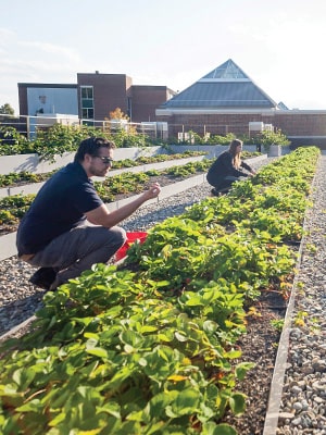 Summer Culinary Program Students picking fresh produce